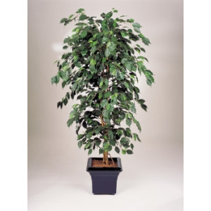 Arbre ficus semi naturel - Hauteur : 120 cm