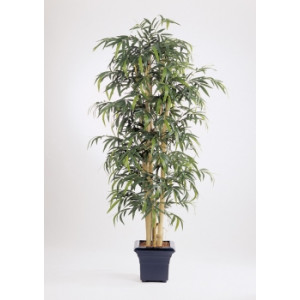 Arbre giant bamboo - Hauteur : 210 cm