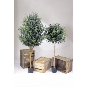 Arbre olive semi naturel - Hauteur : 170 cm