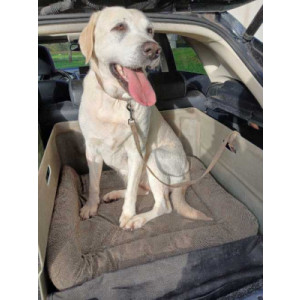 https://www.techni-contact.site/ressources/images/produits/merchandising/caisse-de-transport-pour-chien-voiture-66165976-1.jpg - 2 dimensions disponibles