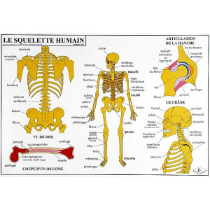 Carte du corps humain - Dimensions ( H x L ):70 x 102cm - Épaisseur : 0.01 cm - Fixation dans les angles