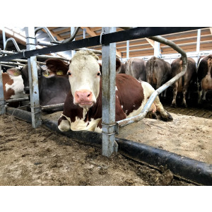 Matelas à eau pour élevage - Zone de couchage de pur confort de 70 mm