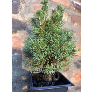 https://www.techni-contact.site/ressources/images/produits/merchandising/mini-sapin-de-noel-epicea-10-30-cm-49954297-1.jpg - Disponible en tailles allant de 10 à 30 cm