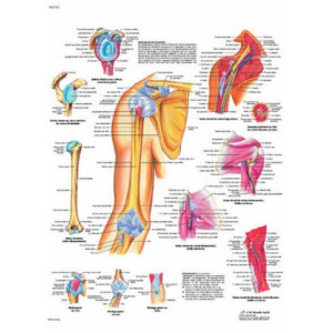 Planche anatomique de l'épaule et du coude - Construction robuste, contenu scientifique exact