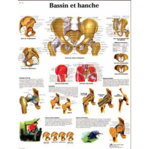 Planche anatomique du bassin et de la hanche - Planche anatomique