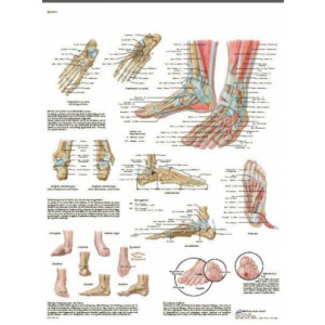Planche anatomique du Pied et de la cheville - Format compact, couleur brillante