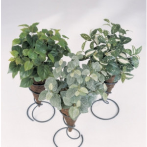 Plante basse Hypoestes - Hauteur : 35 cm