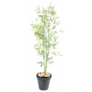 Plante d'extérieur bambou - Traitée anti-UV