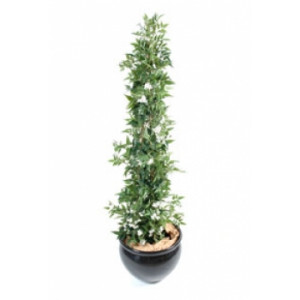 Plante fleurie jasmin - Hauteur : 150 cm