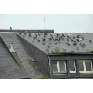 Repulsif anti-pigeons - Pâte non toxique pour repousser les oiseaux