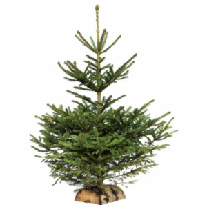 https://www.techni-contact.site/ressources/images/produits/merchandising/sapin-de-noel-epicea-de-80-a-300-cm-avec-ou-sans-buche-44324412-1.jpg - Disponible dans une large gamme de tailles, de 80 cm à 300 cm