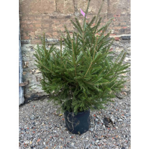 https://www.techni-contact.site/ressources/images/produits/merchandising/sapin-de-noel-epicea-en-pot-de-80-a-200-cm-21217717-1.jpg - Disponible en tailles allant de 80 à 200 cm