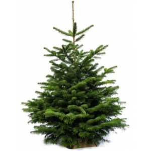 https://www.techni-contact.site/ressources/images/produits/merchandising/sapin-de-noel-nordmann-de-80-a-300-cm-avec-ou-sans-buche-12734131-1.jpg - Disponible dans une large gamme de tailles, de 80 cm à 300 cm