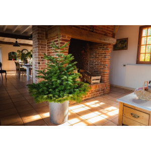 https://www.techni-contact.site/ressources/images/produits/merchandising/sapin-de-noel-nordmann-en-pot-de-80-a-175-cm-45214712-1.jpg - Disponible dans une large gamme de tailles, de 40 cm à 175 cm