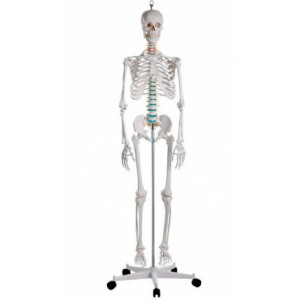Squelette standard - Squelette standard 1m70, crane, bras et jambes amovibles