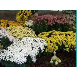 Tapis chrysanthémes horticole THM bisannuel - Tapis chrysanthémes