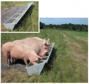 Abreuvoir pour porcs