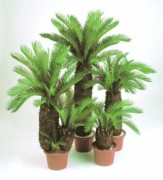Arbre cycas artficiel