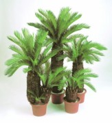 Arbre cycas artficiel 