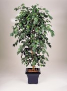 Arbre ficus semi naturel