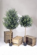 Arbre olive semi naturel 