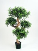 Arbre podocarpus semi naturel