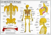 Carte du corps humain
