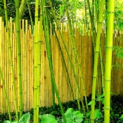 Clôture bambou 