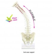 Colonne vertébrale flexible avec hernie discale et bassin