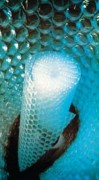 Film a bulles bi-couche