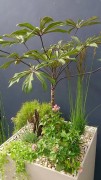 Jardin prêt à poser