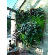 Jardin vertical d'intérieur