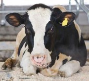 Matelas moelleux pour vaches