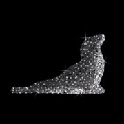 Otarie, Pingouin et Iceberg illuminés