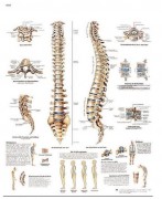 Planche anatomique de la colonne vertébrale