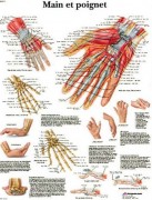 Planche anatomique