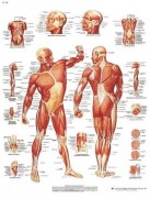 Planche anatomique de la musculature humaine