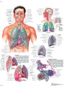 Planche anatomique du système respiratoire