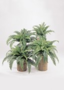 Plante basse boston artificielle