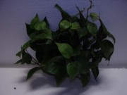 Plantes basses