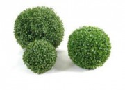 Plante d'extérieur buis boule