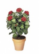 Plante d'extérieur geranium