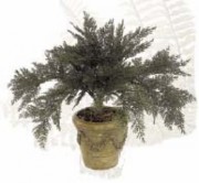 Plante d'extérieur juniperus