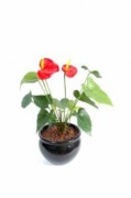 Plante fleurie anthurium 