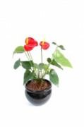 Plante fleurie artificielle anthurium