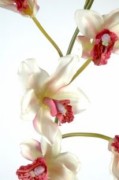 Plante fleurie artificielle cybidium 