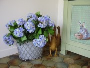 Plante fleurie hortensia