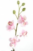 Plante fleurie phalaenopsis semi naturelle
