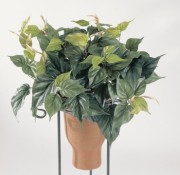 Plante philo artificielle