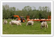 Remorques agricoles à plateaux fourragers